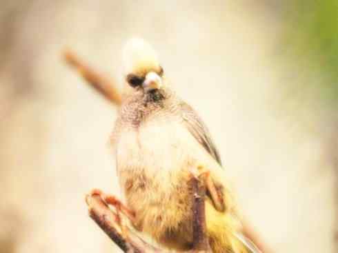 白头鸟系列:另类的美丽6 白头鸟系列:另类的美丽6