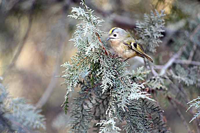 柏树丛中的小鸟