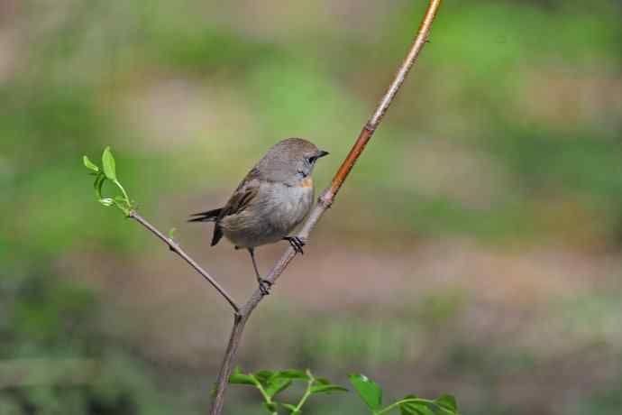 雄性红喉姬鹟（5）