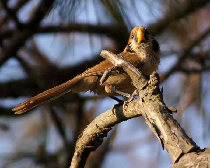 点胸鸦雀 wbr（新种）