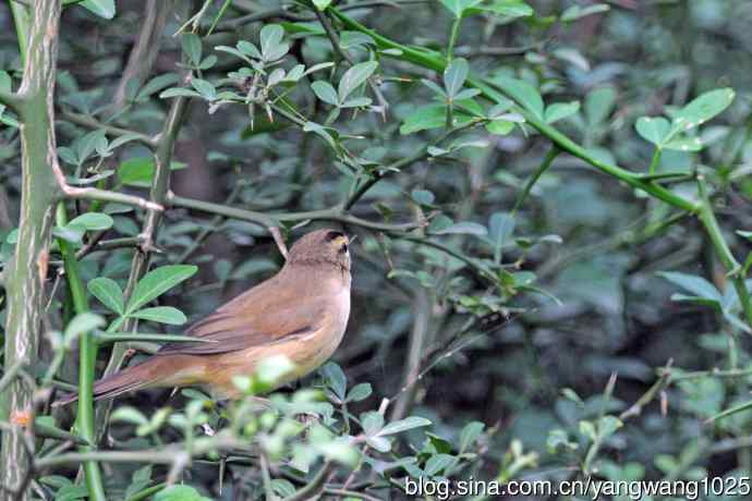 黑眉苇莺 黑眉苇莺