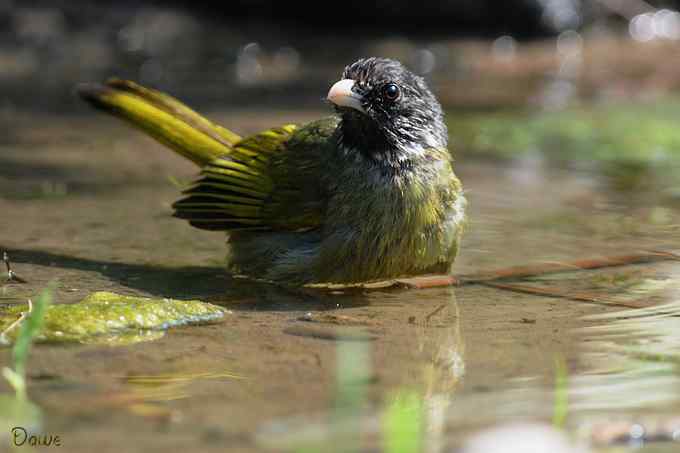 嬉水的领雀嘴鹎