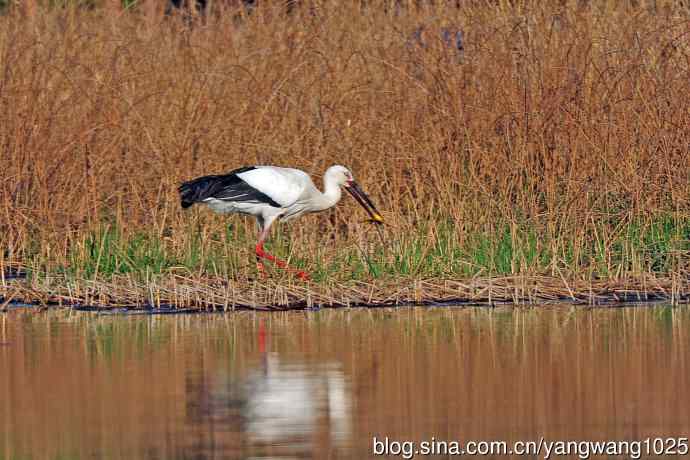 捕鱼进餐的东方白鹳
