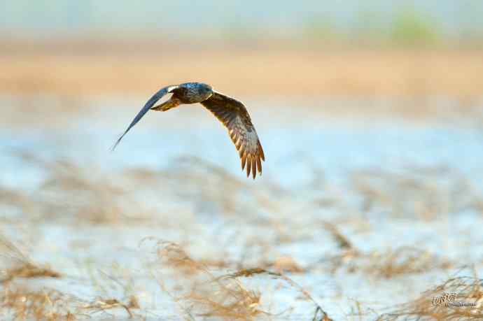 【行为-纪实】野鸭湖觅食的白腹鹞