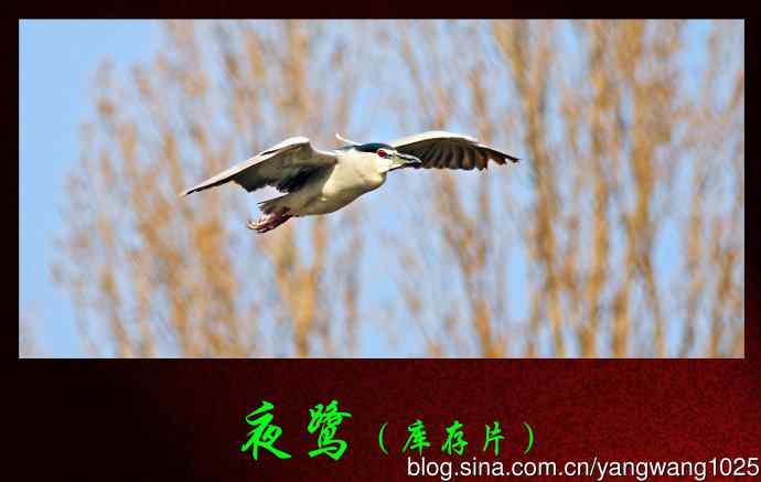 夜鹭（库存片）