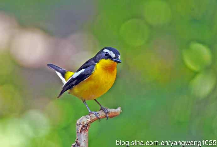 雄性白眉姬鹟（2）