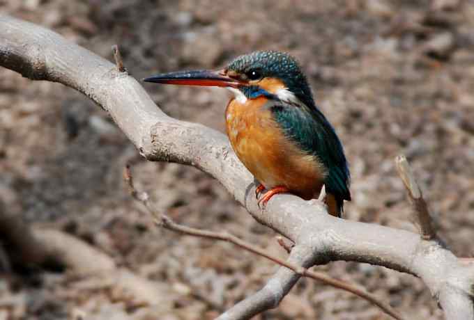 小翠儿的幸福生活