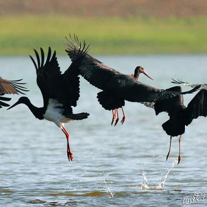 白河堡&nbsp;wbr路&nbsp;wbr路遇黑鹳