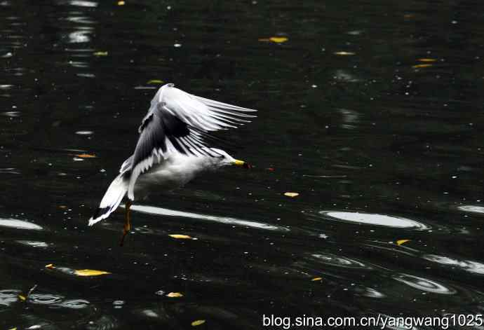 北京动物园的鸟类——海鸥(1)