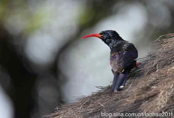 撮堆儿 wbr肯尼亚的鸟儿