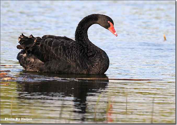  点击图片或使用键盘← →翻页