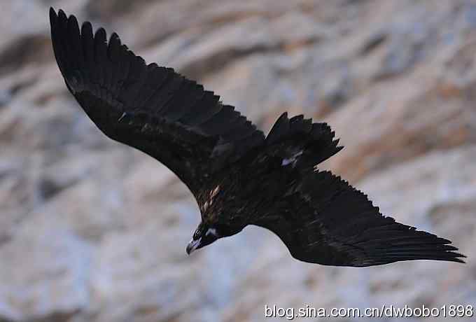 奔袭峡谷 wbr深山围剿座山雕 奔袭峡谷 wbr深山围剿座山雕