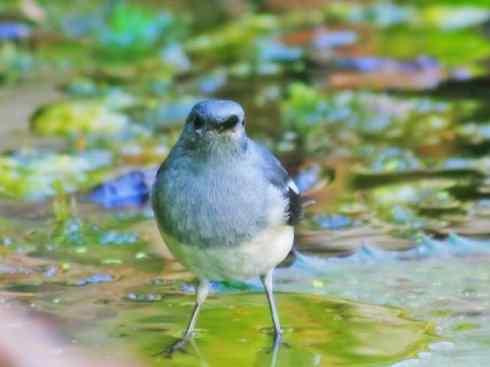 雀鸟也彪悍：谁怕谁（鹊鸲）