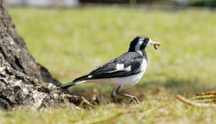 澳洲拍鸟鈥斺敶蚶α料啵1) 澳洲拍鸟鈥斺敶蚶α料啵1)
