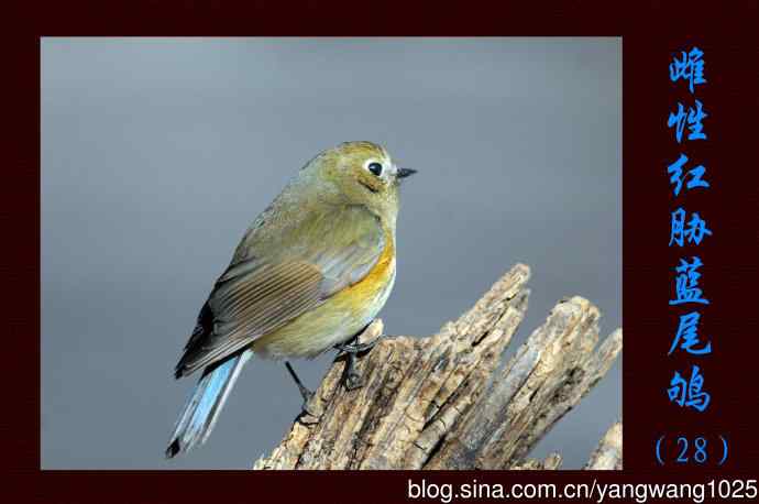 雌性红胁蓝尾鸲（28）