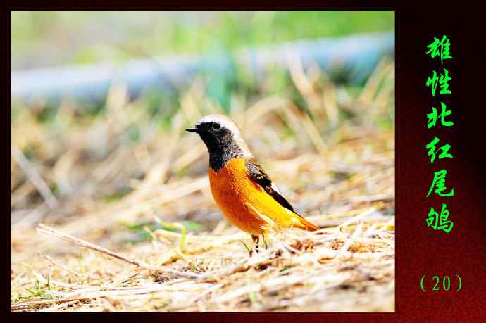 雄性北红尾鸲（20）