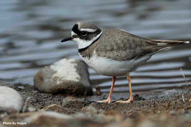 白河湾邂逅长嘴剑鸻