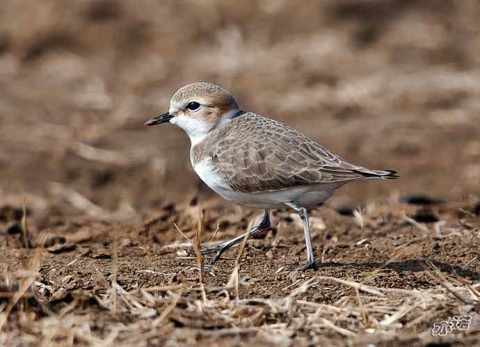 官厅水库&nbsp;wbr路&nbsp;wbr环颈鸻