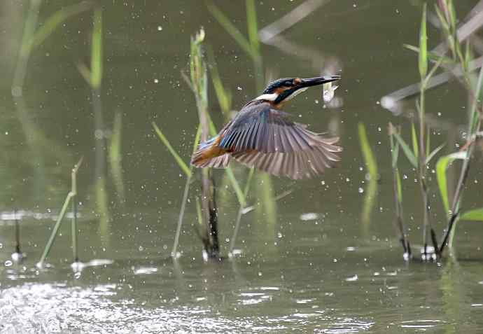 220.可爱小翠--飞姿图
