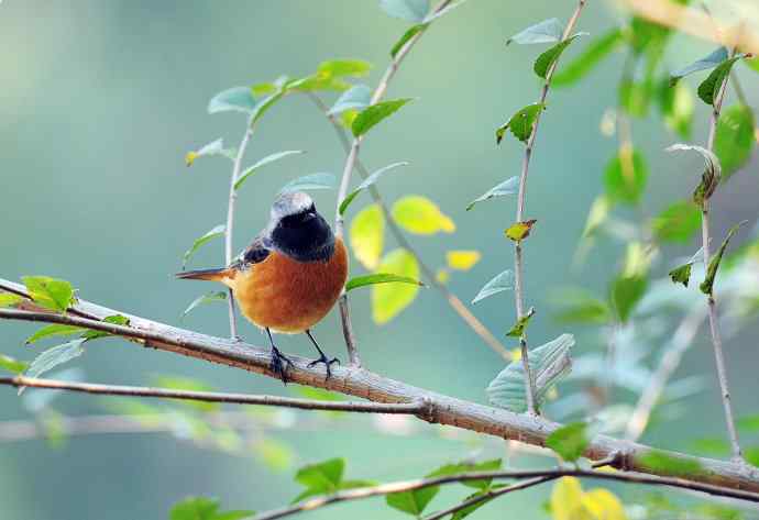 雄性北红尾鸲（20）