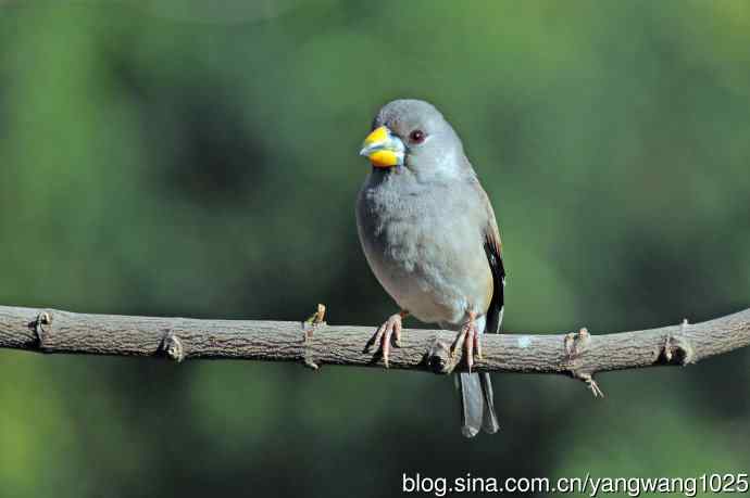 雌性黑尾蜡嘴雀（2）