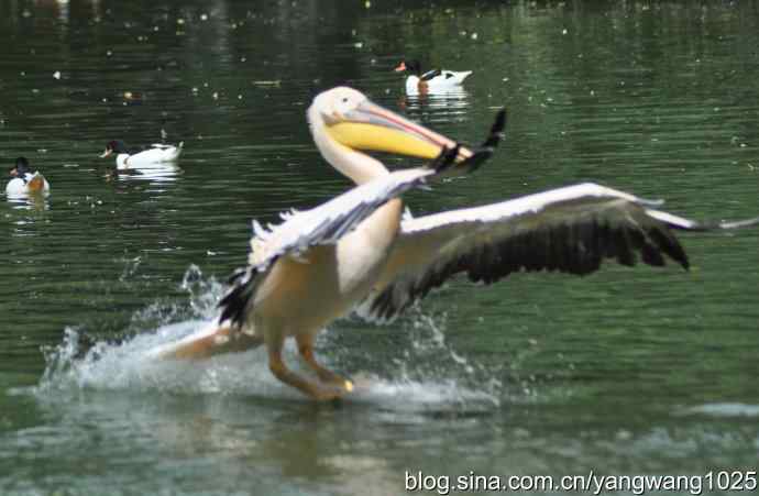 鹈鹕(抓拍) 鹈鹕(抓拍)