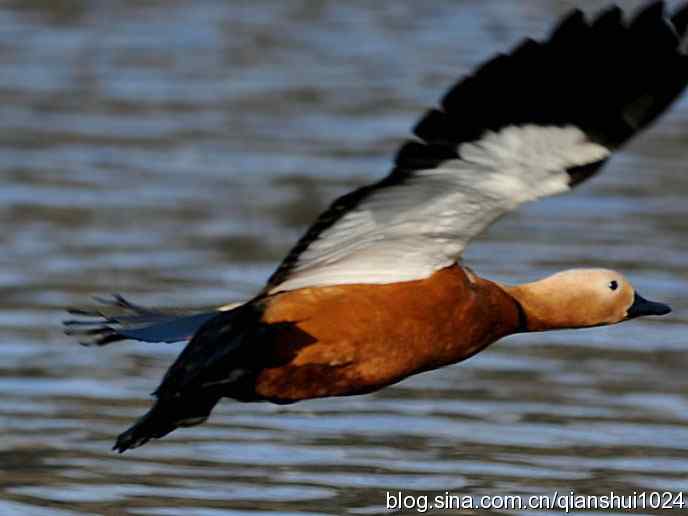 水禽湖冬季运动会