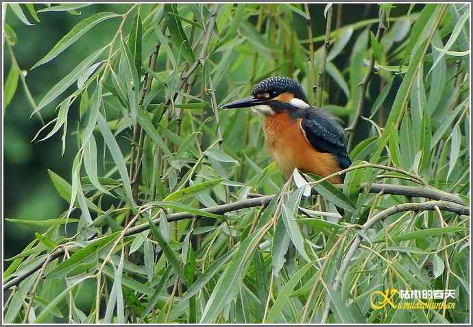鈥溞〈溻澒槔础菊掌