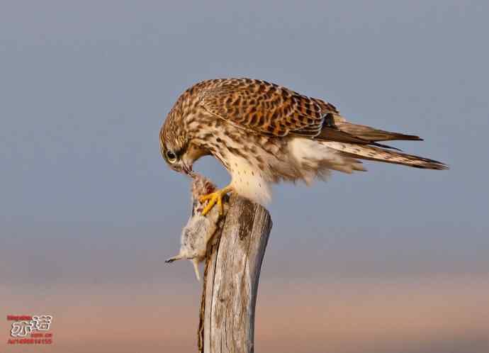 达里湖 wbr路 wbr红隼 达里湖 wbr路 wbr红隼