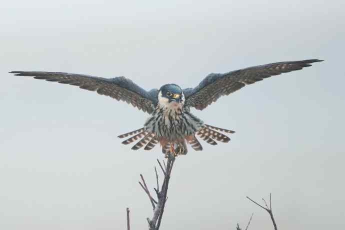 晾翅鈥斺斢旰笱圉