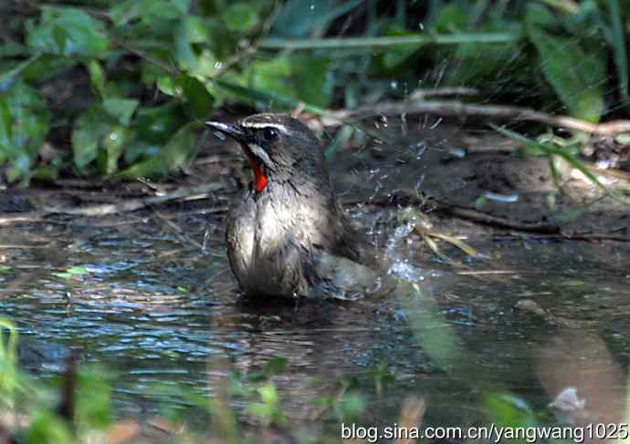 红喉歌鸲（雄性）续2