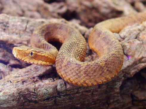 龙：传说的兽原型探秘（蝮蛇类）