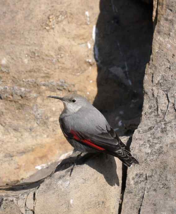 红翅悬壁灵动无比 红翅悬壁灵动无比