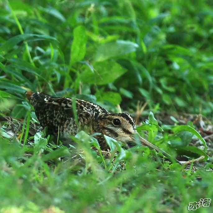 圆明园&nbsp;wbr路&nbsp;wbr终于打到了这只鸟