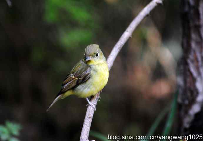 雌性绿背姬鶲（1）