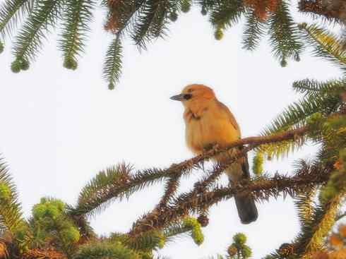 家禽驯化之源之二十九