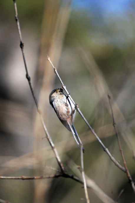 大年初二见到鈥溡恚ǔの玻┥饺糕潱锹及妫 大年初二见到鈥溡恚ǔの玻┥饺糕潱锹及妫