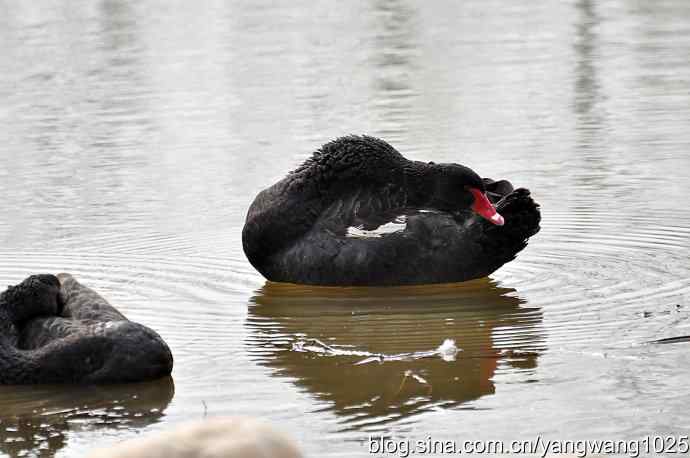 逆光拍摄黑天鹅 wbr2