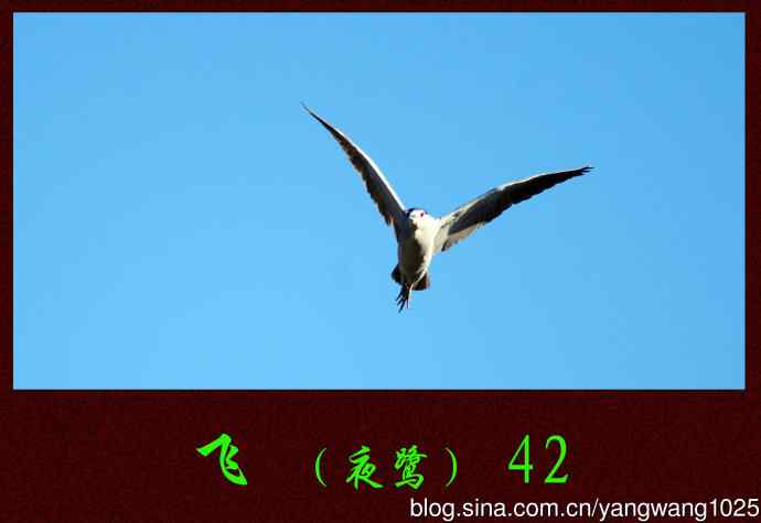 飞（夜鹭）42