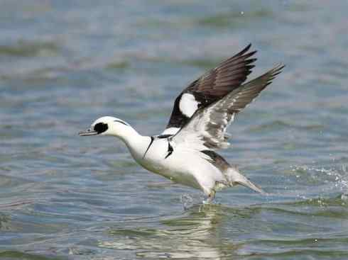 欣赏：美丽的秋沙鸭