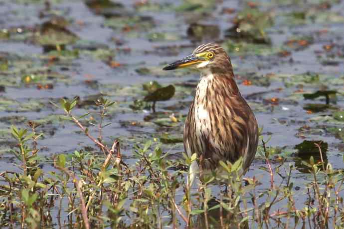 摄鸟拾趣 wbr池鹭的再邂逅