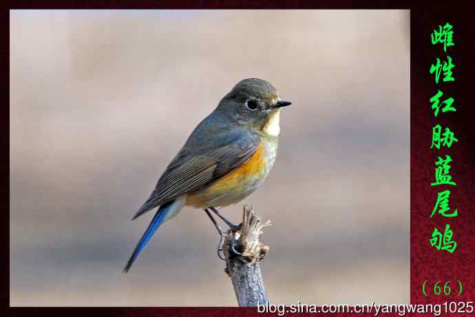 雌性红胁蓝尾鸲（66）