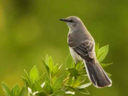 雀鸟也彪悍：别惹我（小嘲鸫）