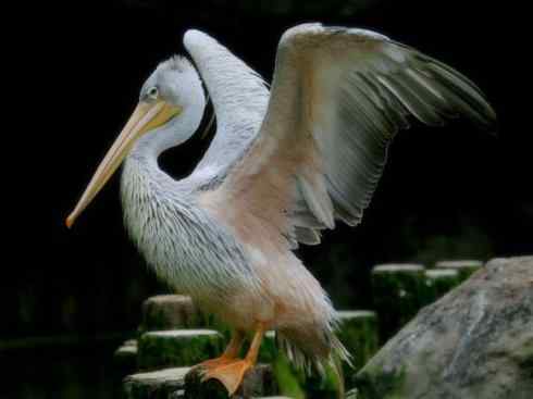 猎奇：奇特的鸟喙之十