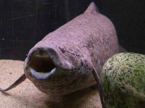 鱼类活化石：非洲肺鱼