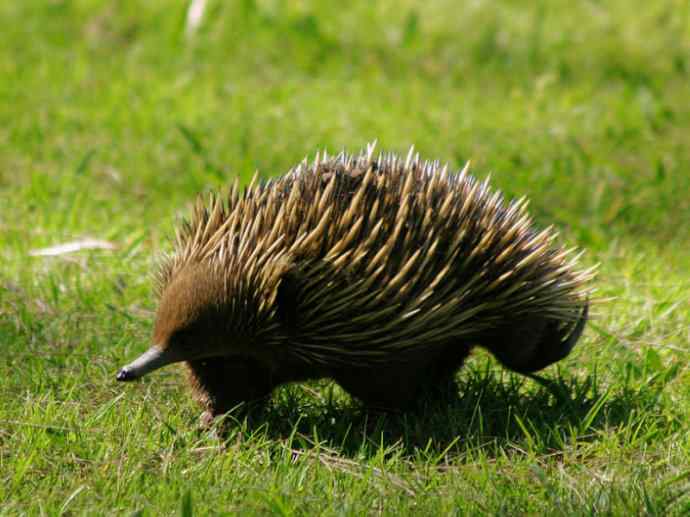 盘点十二大著名食蚁动物：短吻针鼹
