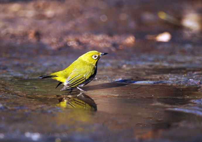 暗绿绣眼鸟（洗浴在冰水中）