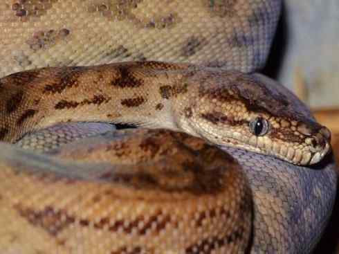 龙：传说的兽原型探秘（树蟒类）