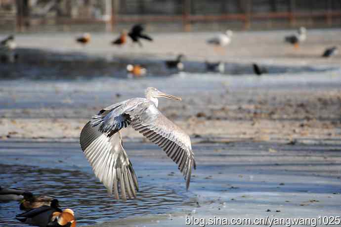 飞(鹈鹕)1 飞(鹈鹕)1