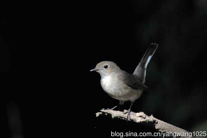秋天的红喉姬鹟(3) 秋天的红喉姬鹟(3)